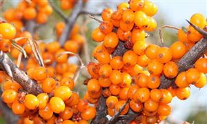 沙棘市場前景如何 沙棘行業(yè)未來的發(fā)展分析