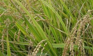 河南確保全省糧食種植面積不低于1.6億畝保證糧食供應不脫銷、不斷供
