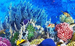 2021海洋生物醫(yī)藥產(chǎn)業(yè)開發(fā)前景 海洋生物醫(yī)藥公司最新成果 