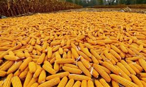 玉米、大豆價格走強(qiáng) 國內(nèi)大豆及玉米行業(yè)市場規(guī)模分析