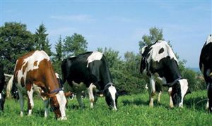 奶牛飼料成本漲幅15%到18% 奶牛飼料行業(yè)競爭格局及發(fā)展趨勢調(diào)研