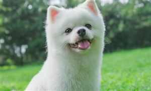 中國寵物保險(xiǎn)行業(yè)現(xiàn)狀及發(fā)展前景分析