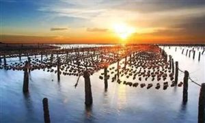 中國(guó)水產(chǎn)品流通新趨勢(shì)是什么? 中國(guó)水產(chǎn)品流通行業(yè)分析