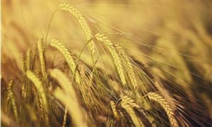 三大糧食作物農(nóng)業(yè)保險(xiǎn)政策最新 2022年農(nóng)業(yè)保險(xiǎn)行業(yè)分析
