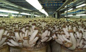 食用菌市場規(guī)模分析 2022食用菌養(yǎng)殖行業(yè)發(fā)展前景分析