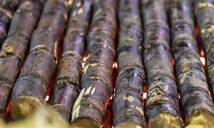 烤甘蔗有多好吃？中國甘蔗產業(yè)發(fā)展前景及現(xiàn)狀分析