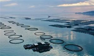 “十四五”福建省海洋經(jīng)濟(jì)發(fā)展規(guī)劃 2025年基本建成海洋強(qiáng)省 福建水產(chǎn)品發(fā)展前景及投資分析