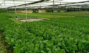 深圳再添33家菜籃子基地 2022蔬菜基地發(fā)展前景規(guī)劃分析
