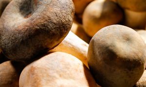 2022年食用菌行業(yè)現(xiàn)狀及發(fā)展前景分析