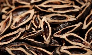 檳榔行業(yè)現(xiàn)狀分析 檳榔發(fā)展前景展望