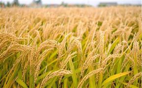 2022全球糧食短缺最新消息及未來價格走勢分析