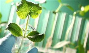 2022年生物育種行業(yè)現(xiàn)狀及發(fā)展前景分析