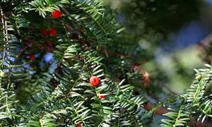 紅豆杉行業(yè)市場(chǎng)調(diào)研 紅豆杉行業(yè)前景展望