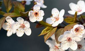 后疫情時(shí)代下 中國花卉種植市場發(fā)展如何? 花卉種植行業(yè)市場發(fā)展現(xiàn)狀調(diào)研