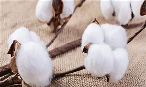 棉花行業(yè)深度調(diào)研2022