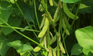 大豆種植行業(yè)市場(chǎng)分析 2022大豆種植行業(yè)發(fā)展前景及投資規(guī)劃