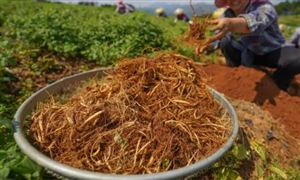 中藥種植行業(yè)發(fā)展分析 2022中藥種植行業(yè)市場投資前景及機遇
