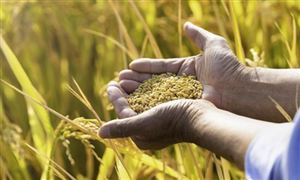 生物育種行業(yè)市場現(xiàn)狀分析 我國生物育種專利申請量排名全球第一