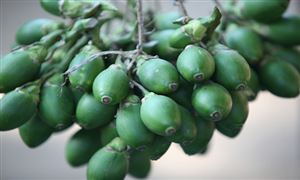 檳榔行業(yè)前景如何?2022檳榔行業(yè)發(fā)展前景分析報告