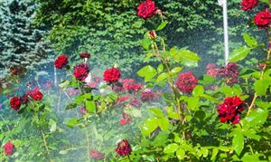 中國智能花卉行業(yè)種植現(xiàn)狀 智能花卉行業(yè)投資規(guī)劃研究