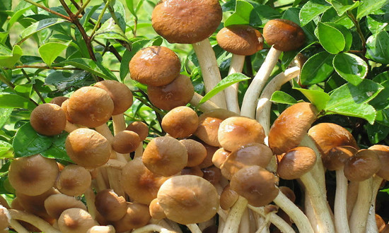 茶樹菇產(chǎn)量及行業(yè)發(fā)展現(xiàn)狀 茶樹菇行業(yè)發(fā)展趨勢