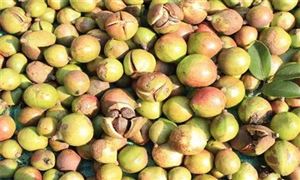 江西促進油茶產業(yè)發(fā)展， 油茶產業(yè)總產值約420億元