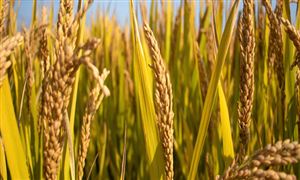 2022年我國全年收購糧食8000億斤 糧食行業(yè)前景分析