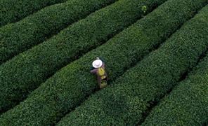 茶葉電商行業(yè)市場(chǎng)分析 茶葉電商行業(yè)前景分析2023