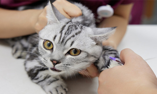 動物疫苗行業(yè)市場發(fā)展現(xiàn)狀 動物疫苗行業(yè)投資潛力