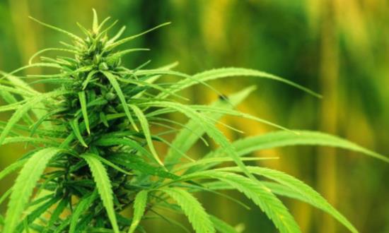 云南省工業(yè)大麻產(chǎn)業(yè)發(fā)展規(guī)劃 工業(yè)大麻行業(yè)發(fā)展前景及投資分析