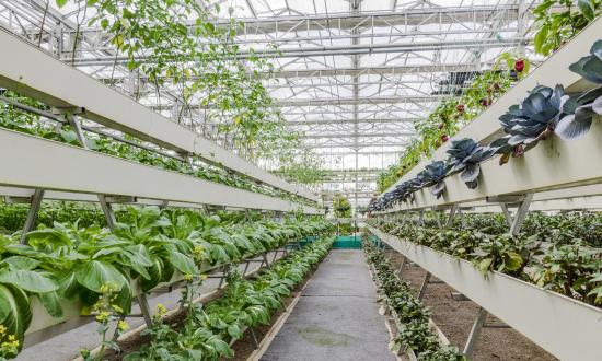 蔬菜基地行業(yè)市場深度分析報告