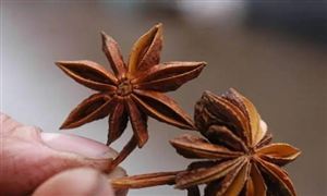 抗流感特效藥 原料來自八角茴香 附加值提升1100倍 中藥提取物行業(yè)供需分析及發(fā)展前景研究報告