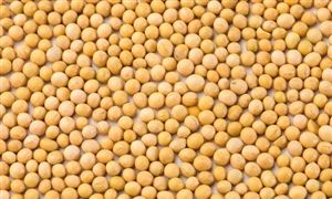 大豆深加工行業(yè)發(fā)展趨勢 大豆深加工行業(yè)深度分析及投資戰(zhàn)略研究2023