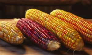 四大作物試行實(shí)質(zhì)性派生品種制度 玉米種子行業(yè)投資潛力