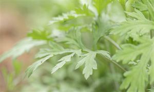 艾灸行業(yè)市場分析 艾灸條行業(yè)供需及投資戰(zhàn)略分析2023