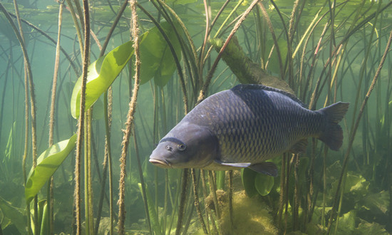 我國(guó)淡水魚(yú)類(lèi)約有800余種 養(yǎng)殖淡水魚(yú)行業(yè)市場(chǎng)趨勢(shì)