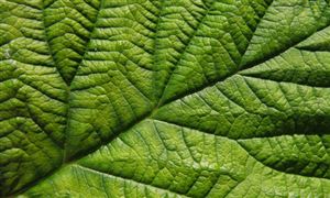 纖維素行業(yè)應(yīng)用前景及未來現(xiàn)狀趨勢分析2023