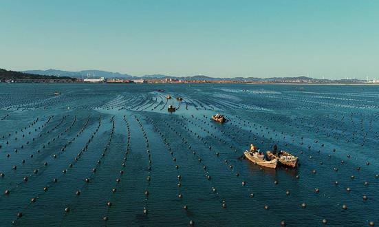 2022年藻類海水養(yǎng)殖發(fā)展前景良好 2022年產(chǎn)量為272.46萬(wàn)噸