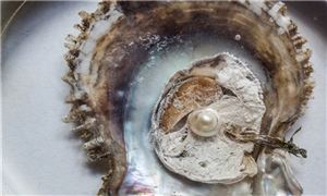 淡水珍珠行業(yè)發(fā)展趨勢及市場現(xiàn)狀分析