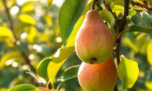 梨行業(yè)發(fā)展分析 梨產(chǎn)業(yè)助力鄉(xiāng)村振興
