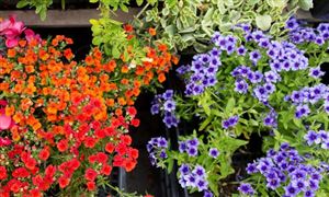 中國花卉苗木種植行業(yè)發(fā)展前景 中國花卉苗木種植行業(yè)消費(fèi)現(xiàn)狀分析