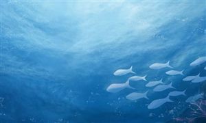 福島核污染水排海 日本金槍魚價格暴跌 中國海洋漁業(yè)發(fā)展問題分析