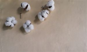 棉花行業(yè)市場調(diào)研：棉花調(diào)研單產(chǎn)下調(diào)有限，籽棉搶收程度或可控