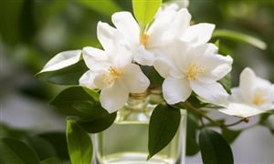天然植物精油行業(yè)市場(chǎng)消費(fèi)需求 天然植物精油行業(yè)市場(chǎng)規(guī)模及增速分析