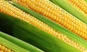 大力培育甜玉米種植 2023甜玉米行業(yè)發(fā)展分析及市場需求