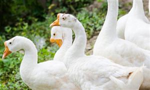黑龍江：鐵鍋燉大鵝熱銷 百億大產(chǎn)業(yè)迎來(lái)新機(jī)會(huì) 鵝養(yǎng)殖行業(yè)市場(chǎng)深度調(diào)研分析報(bào)告