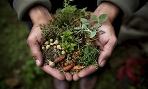 2024年中國中草藥種植行業(yè)市場現(xiàn)狀及重點企業(yè)經(jīng)營情況