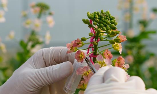 2024高通量、智能化促進高質(zhì)量生物育種創(chuàng)新應用生物育種行業(yè)投資機會：