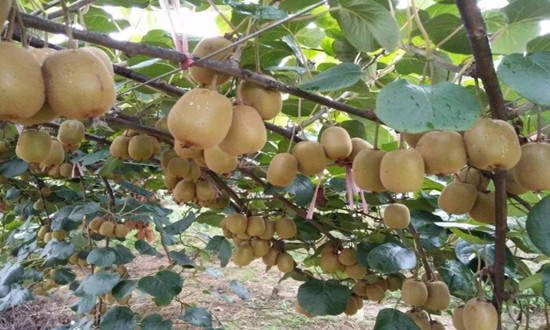 獼猴桃市場(chǎng)如何?中國(guó)獼猴桃種植情況調(diào)研分析