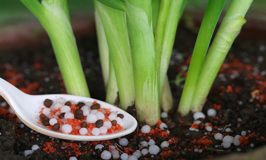 洋蔥行業(yè)市場(chǎng)機(jī)遇深度調(diào)研分析